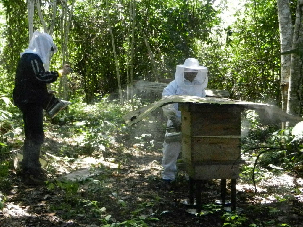 </noscript>Bienenhaltung nimmt neuen Anlauf