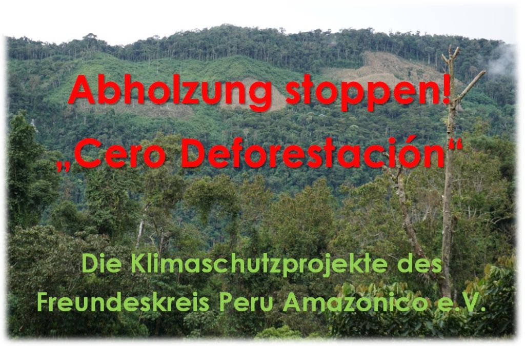 Abholzung stoppen – Klima schützen!